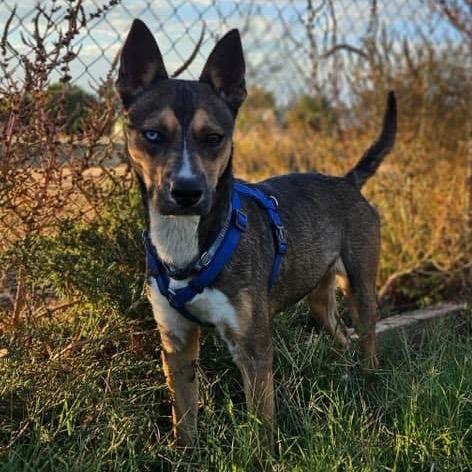 Enlarge 737 (2025) Saphie, a Adoptable Cattle Dog in Parker, CO image 3/6