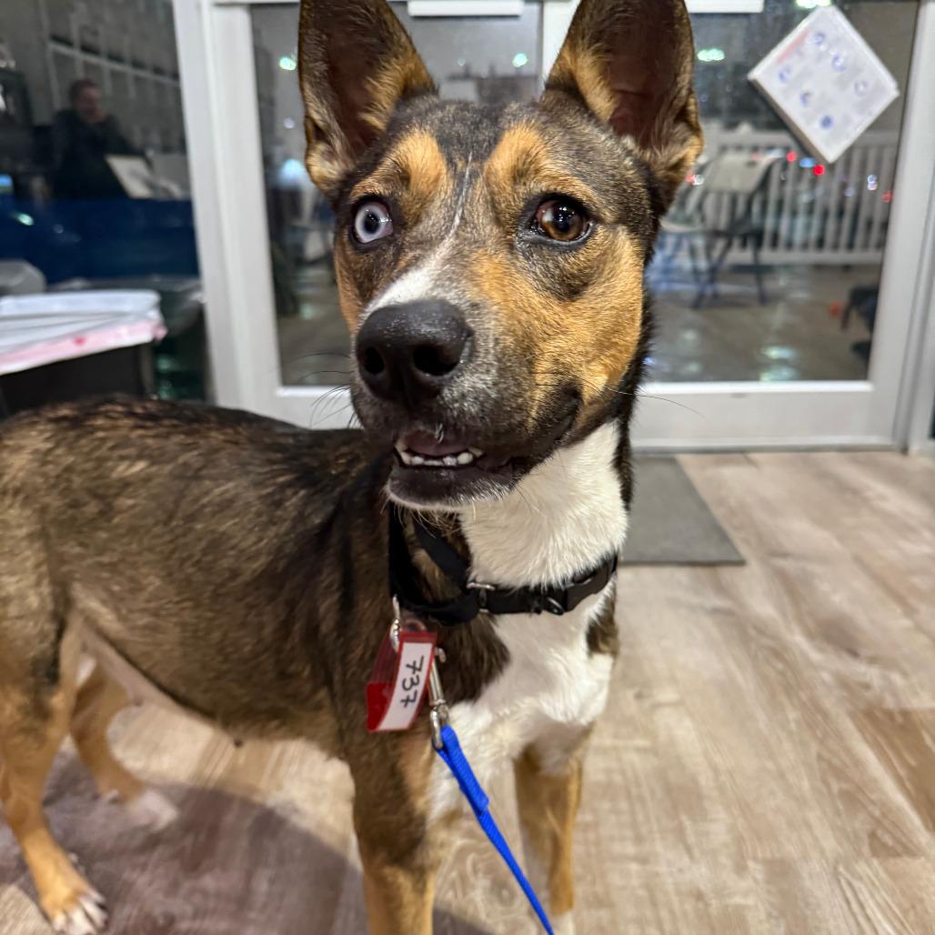 Enlarge 737 (2025) Saphie, a Adoptable Cattle Dog in Parker, CO image 4/6