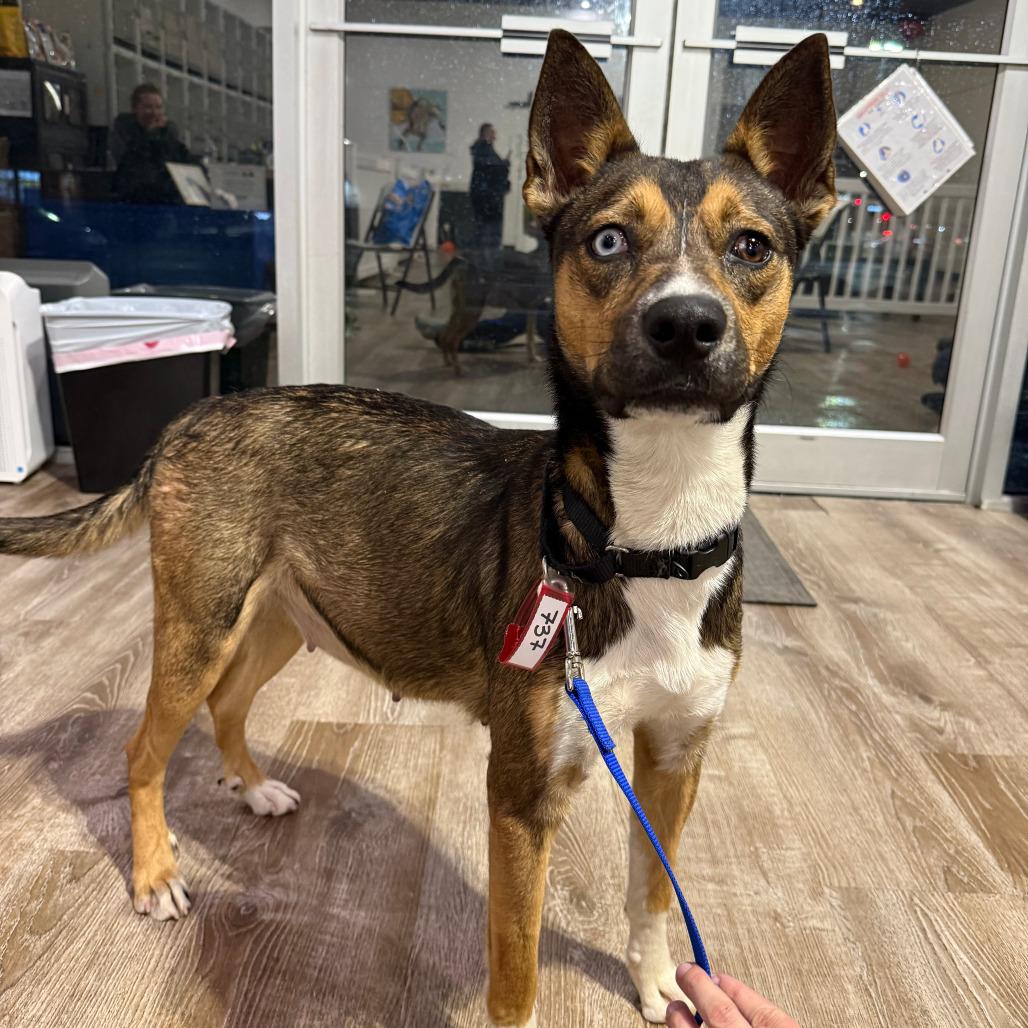 Enlarge 737 (2025) Saphie, a Adoptable Cattle Dog in Parker, CO image 6/6