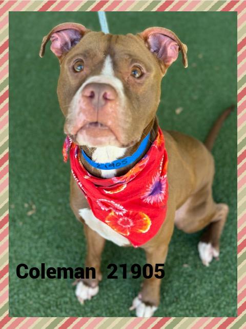 Enlarge COLEMAN, a Adoptable mixed breed in Marietta, GA image 4/6