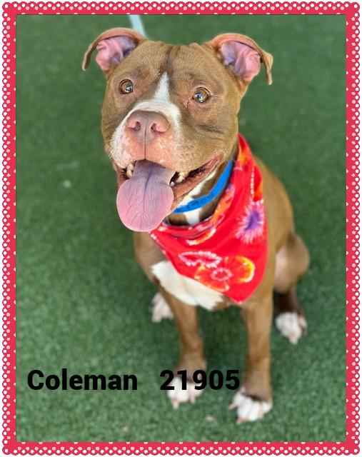Enlarge COLEMAN, a Adoptable mixed breed in Marietta, GA image 3/6