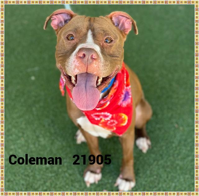 Enlarge COLEMAN, a Adoptable mixed breed in Marietta, GA image 1/6
