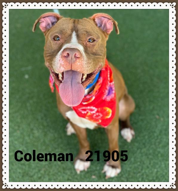Enlarge COLEMAN, a Adoptable mixed breed in Marietta, GA image 2/6