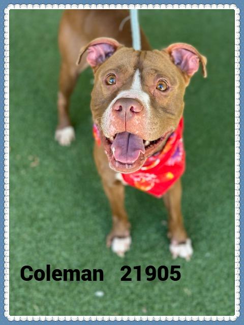 Enlarge COLEMAN, a Adoptable mixed breed in Marietta, GA image 5/6