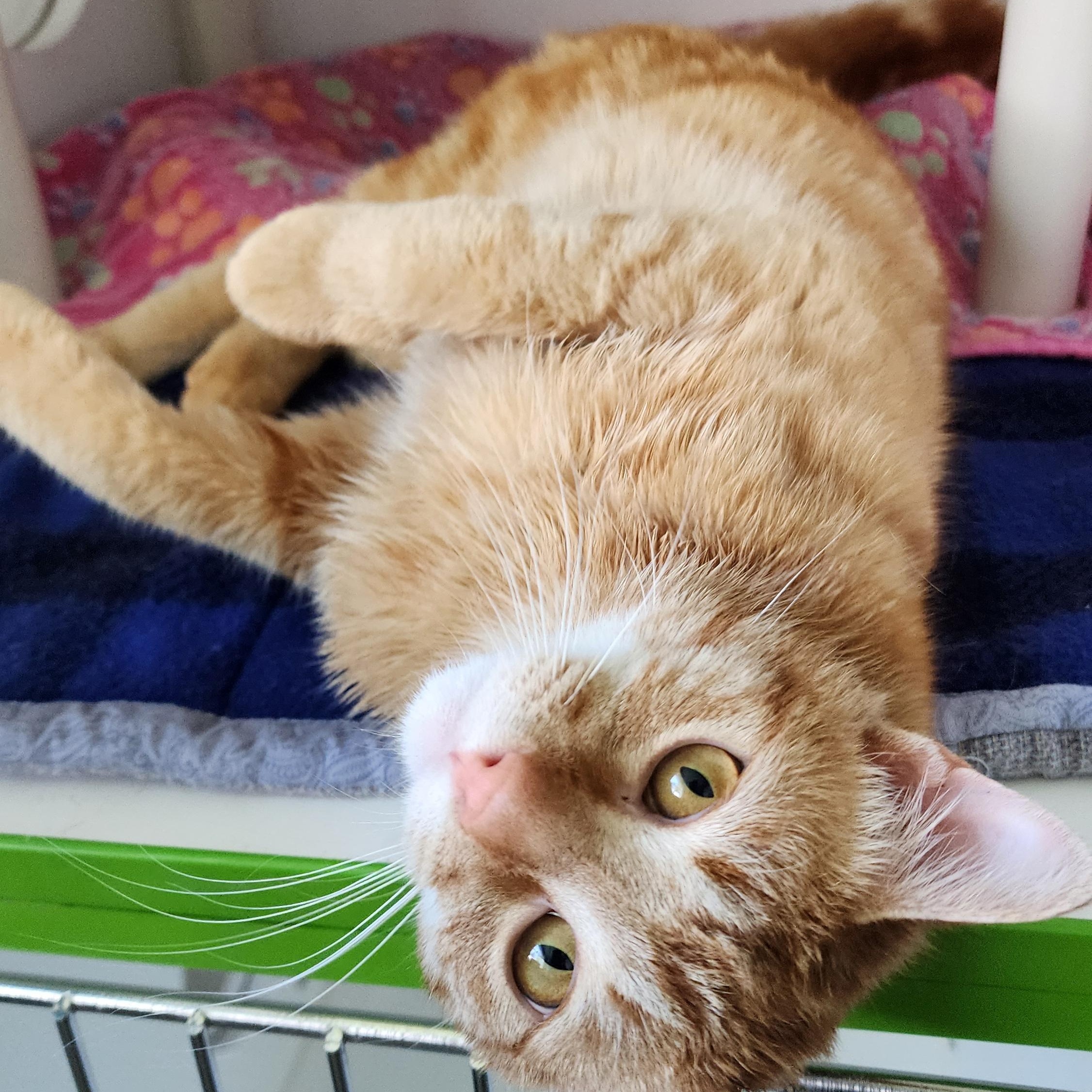 Enlarge Rotini, an adoption pending Domestic Short Hair in Ely, MN image 2/2