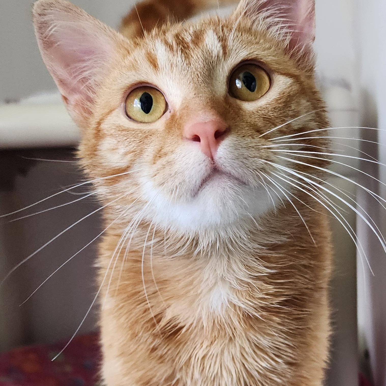 Enlarge Rotini, an adoption pending Domestic Short Hair in Ely, MN image 1/2