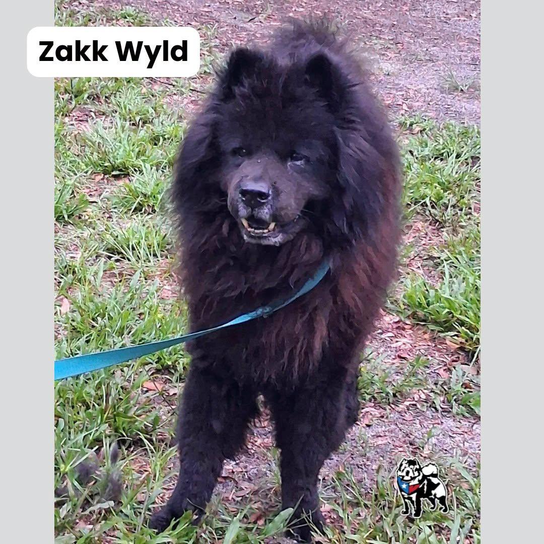 Zakk Wylde, Adoptable, Adult Male Chow Chow.