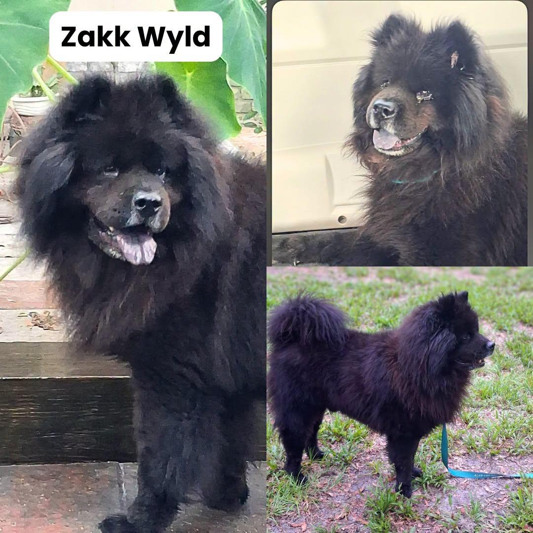 Enlarge Zakk Wylde, a Adoptable Chow Chow in Houston, TX image 2/2