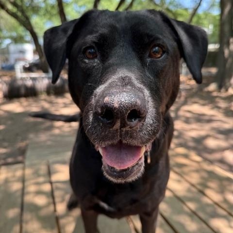 Mattie (Bella) (in foster care), Adoptable, Senior Female Mixed Breed.
