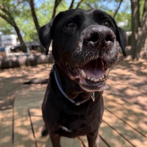 Enlarge Mattie (Bella) (in foster care), a Adoptable Mixed Breed in Charleston, SC image 2/2