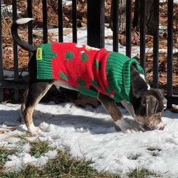 Enlarge Danbury, a Adoptable mixed breed in Midlothian, VA image 3/6