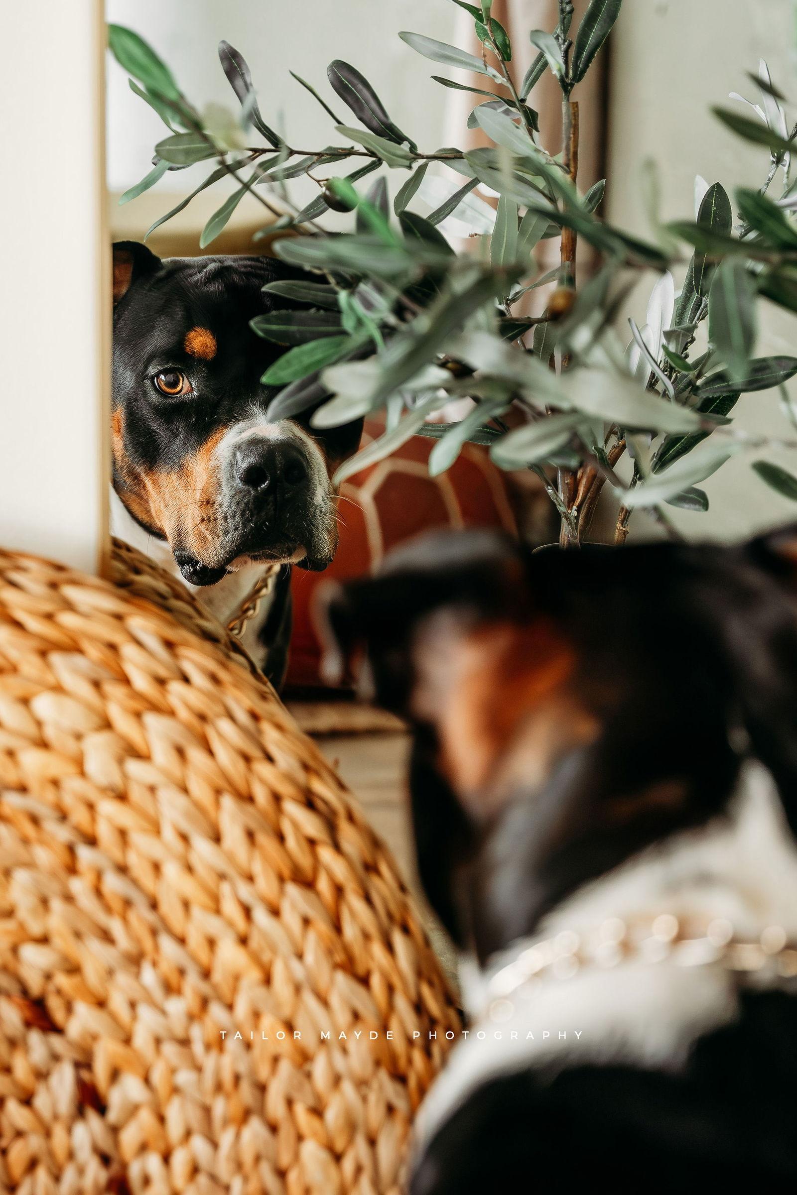 Gibby, Adoptable, Adult Male American Staffordshire Terrier.