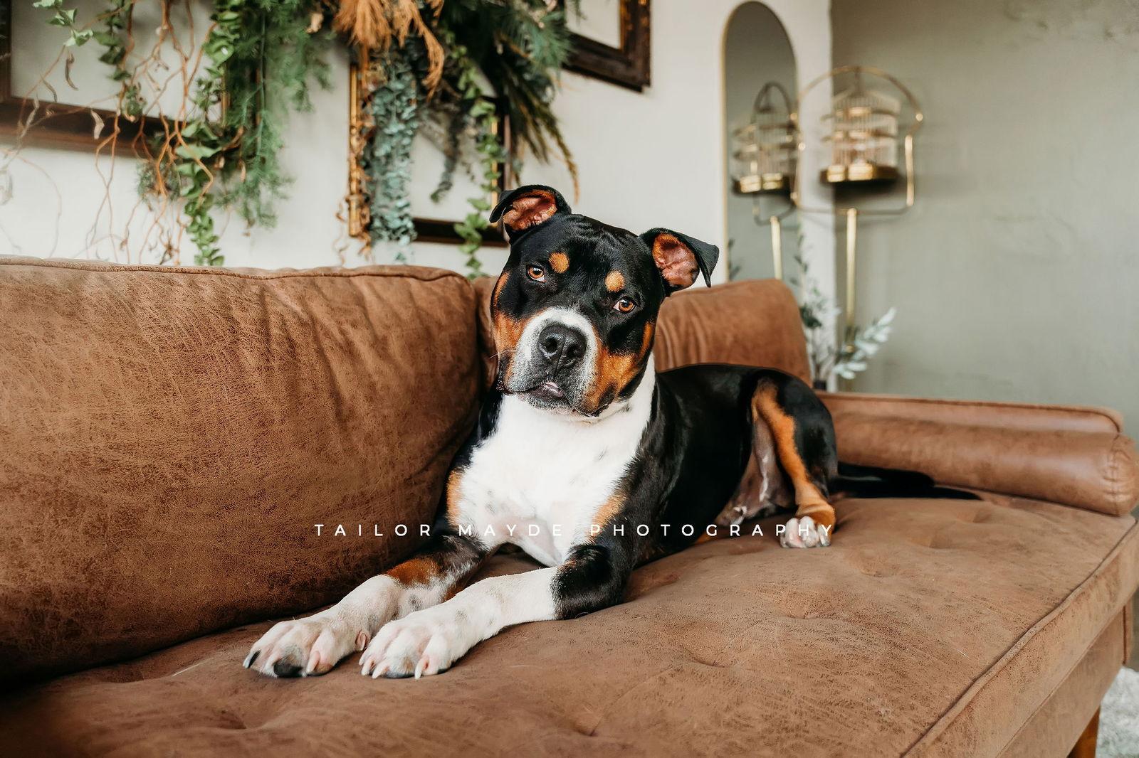 Enlarge Gibby, a Adoptable American Staffordshire Terrier in Springville, NY image 3/3