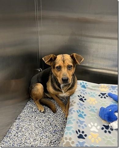 Darla Funny little Mix Shepherd but Tiny at 35 pounds., Adopted, Young Female German Shepherd Dog & American Bully.