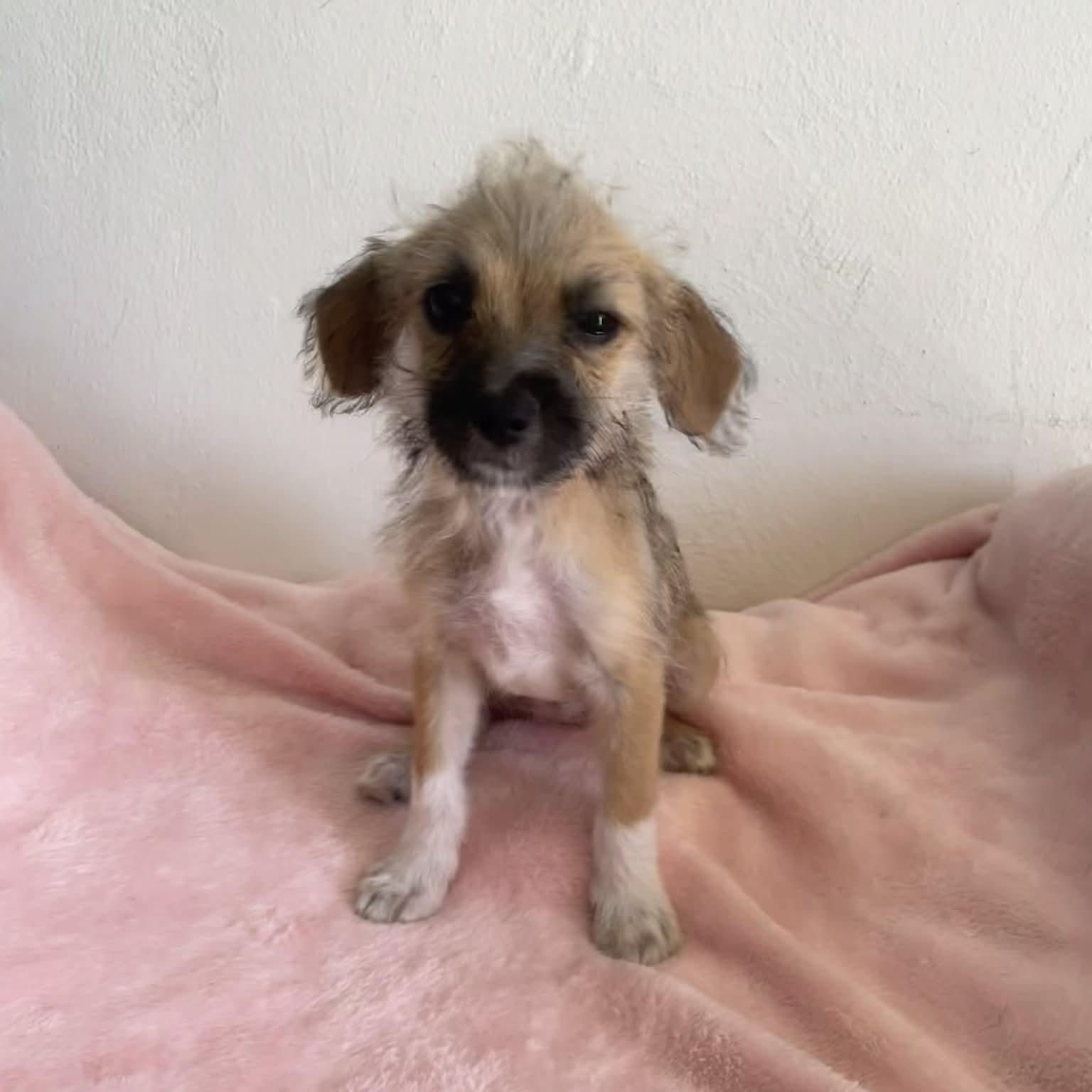 Enlarge Alice, a ADOPTABLE mixed breed in ISABELA, PR image 2/2