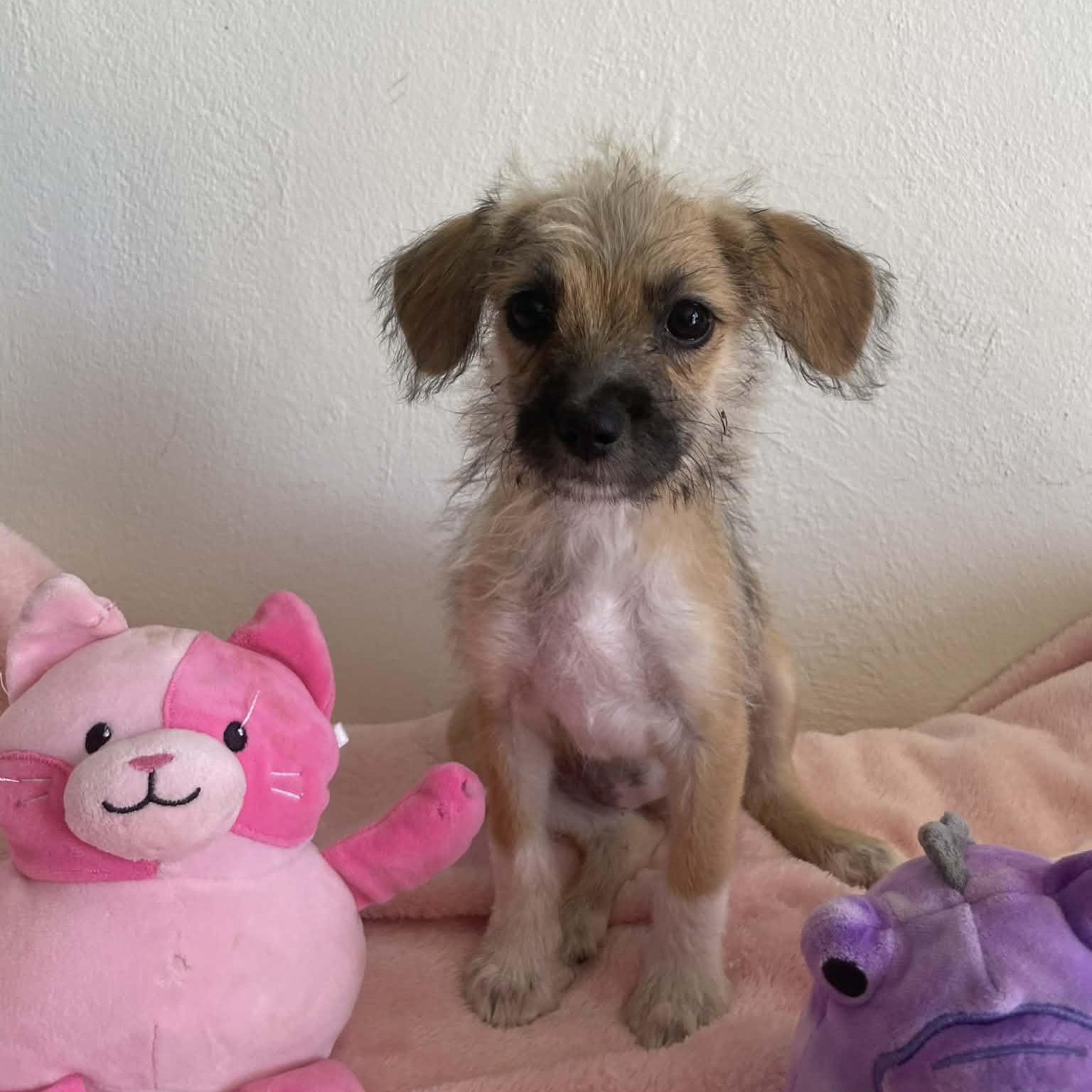 Alice, ADOPTABLE, Puppy Female Havanese.