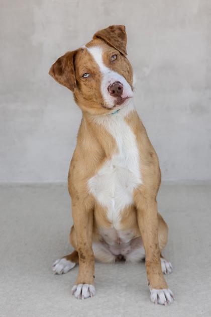 Dottie — thumbnail 2