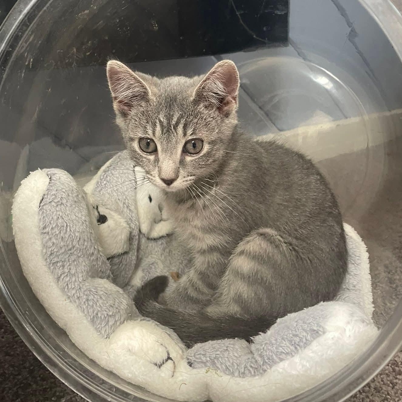 Brylynn, Young Female Domestic Short Hair