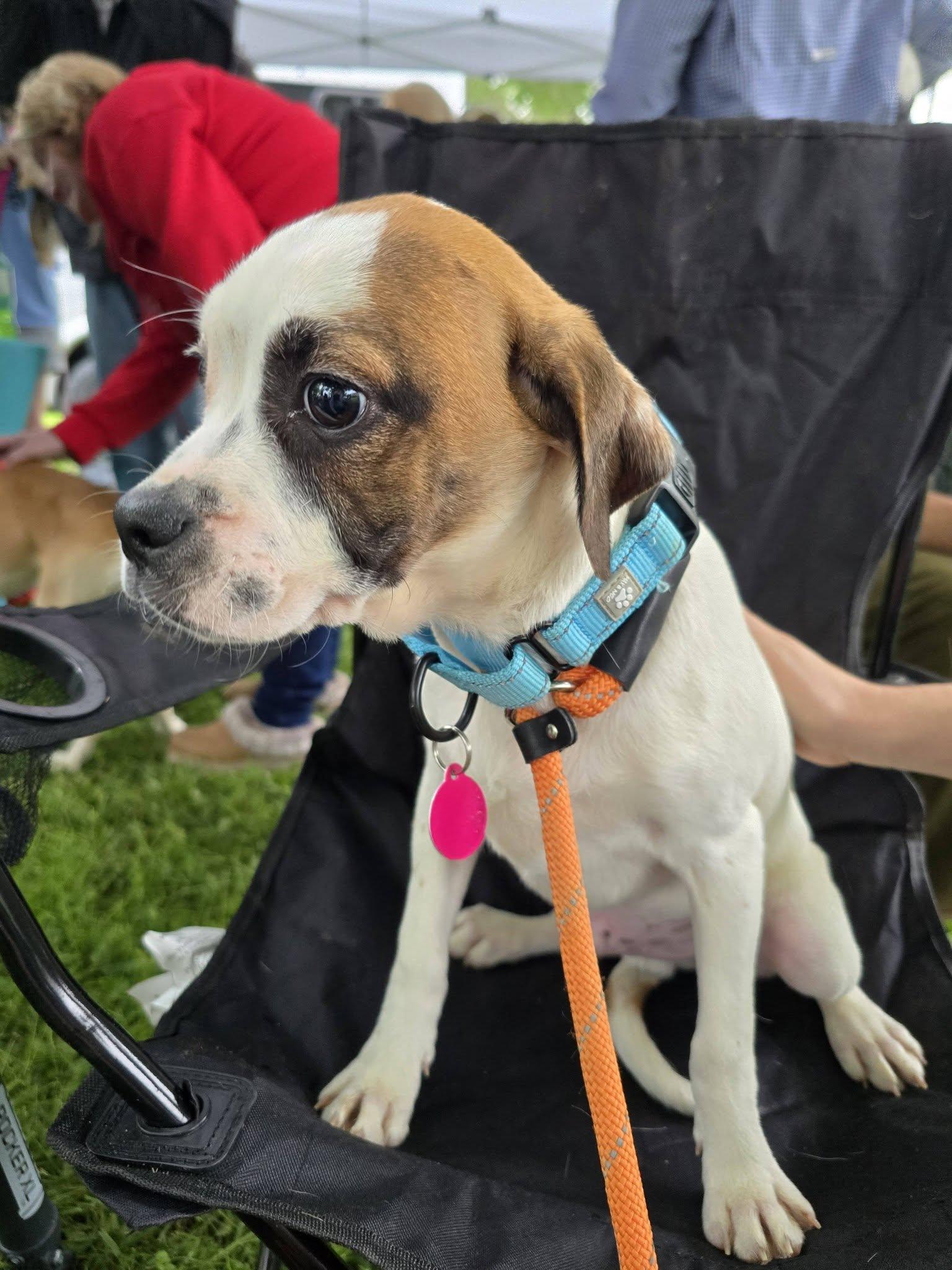Carson, ADOPTABLE, Puppy Male Beagle & English Bulldog.