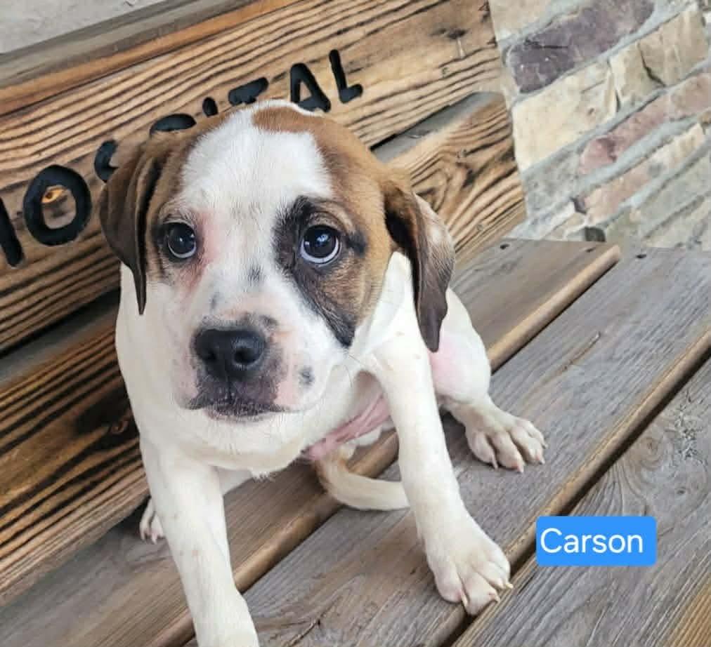 Enlarge Carson, a ADOPTABLE mixed breed in St. Clairsville, OH image 2/2