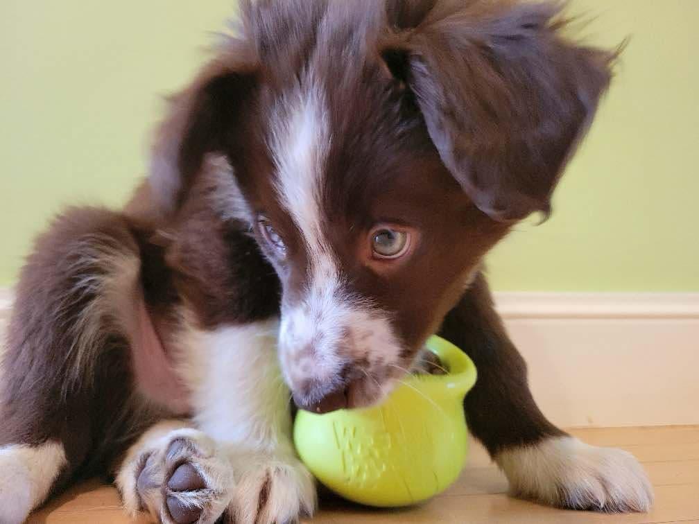 Enlarge Bridger - adopted!, an adopted mixed breed in Minneapolis, MN image 3/5
