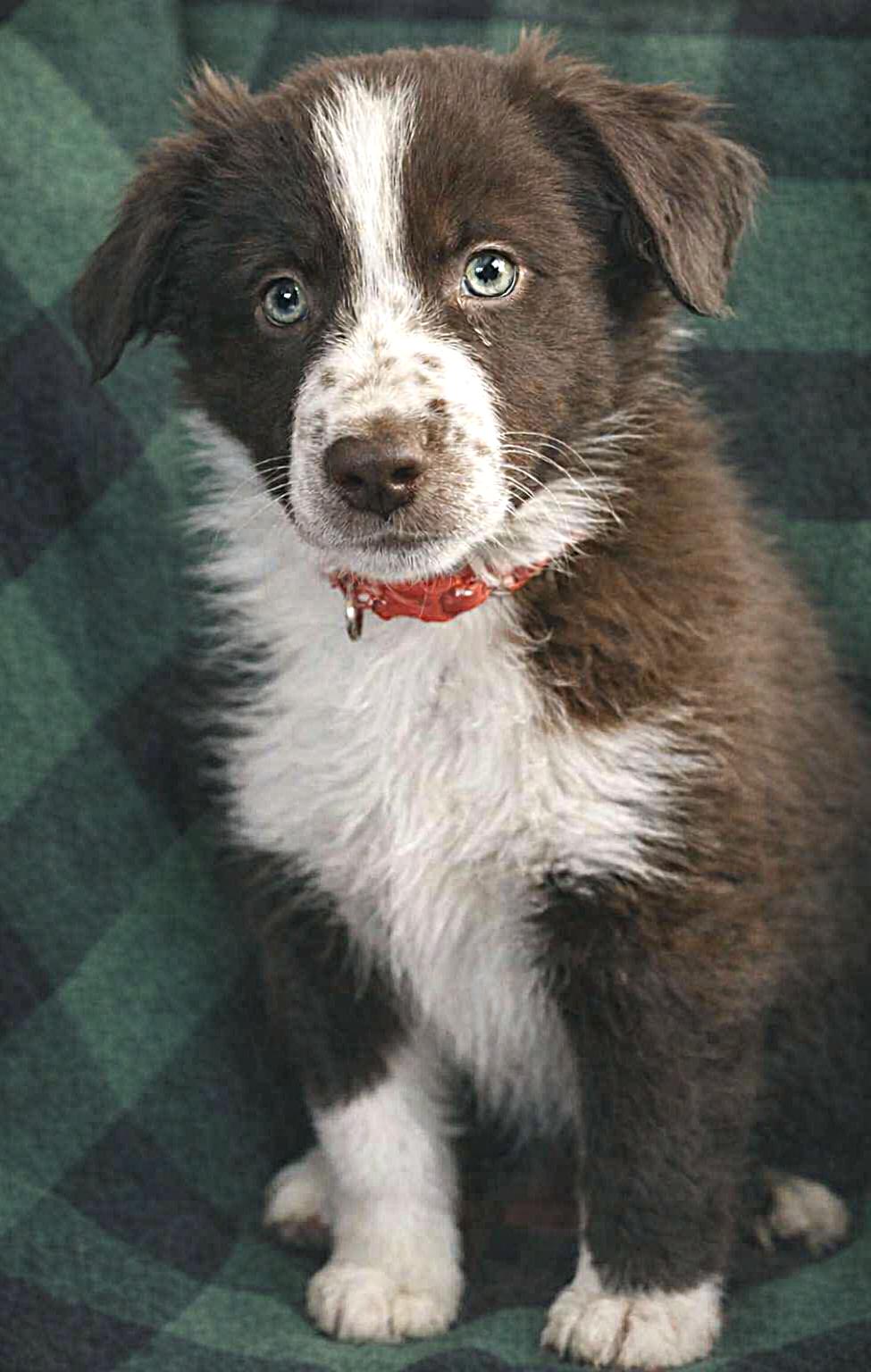 Bridger, ADOPTABLE, Puppy Male Border Collie & Australian Shepherd.