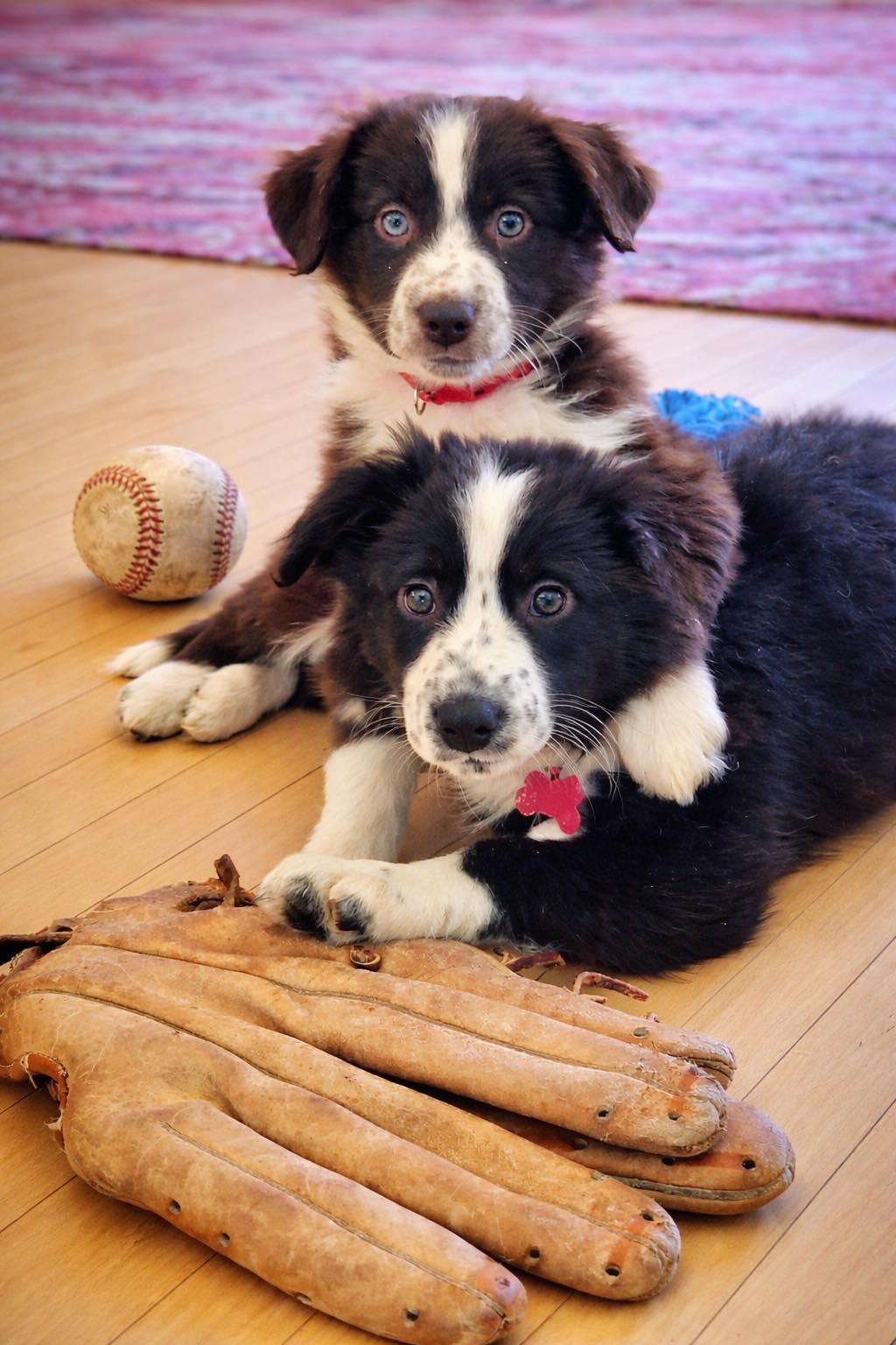 Enlarge Bridger - adopted!, an adopted mixed breed in Minneapolis, MN image 5/5