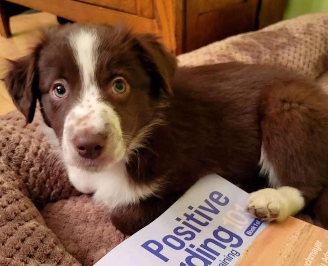 Enlarge Bridger - adopted!, an adopted mixed breed in Minneapolis, MN image 2/5