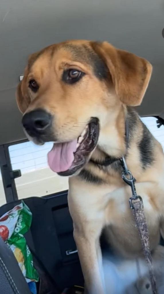 Enlarge Cleatus, a Adoptable Labrador Retriever in Calgary, AB image 1/6