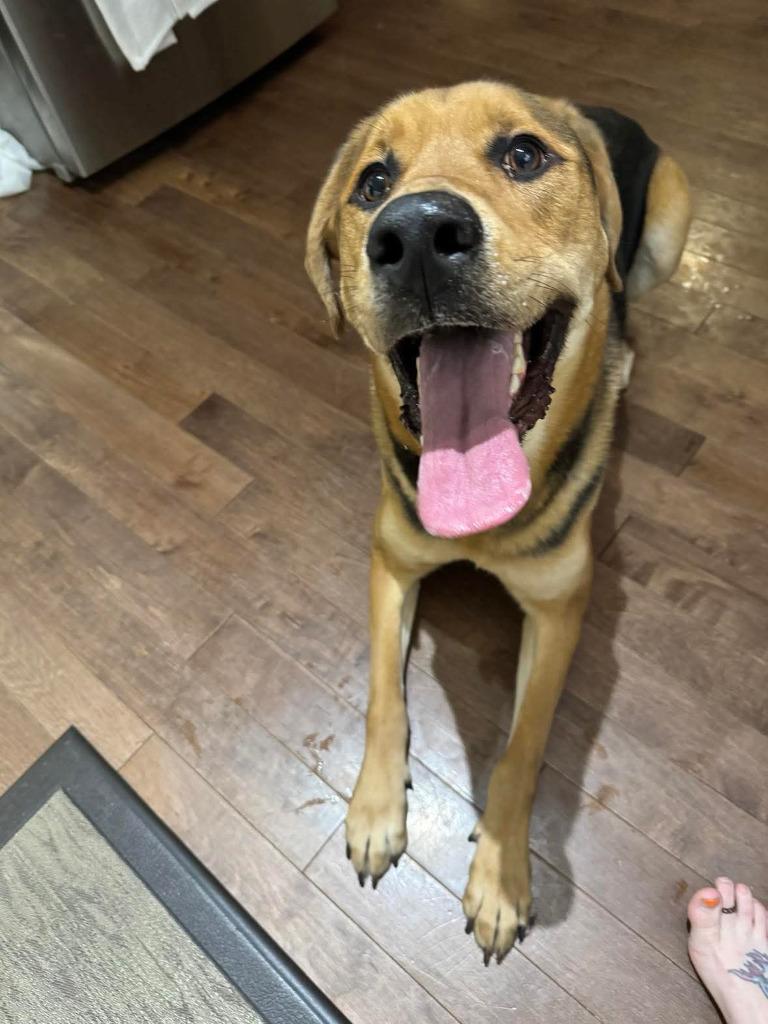 Cleatus, Adoptable, Adult Male Labrador Retriever.