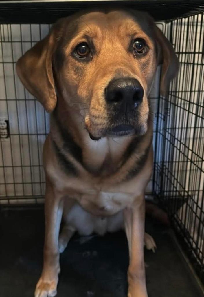 Enlarge Cleatus, a Adoptable Labrador Retriever in Calgary, AB image 3/6