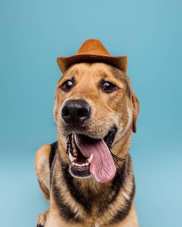 Enlarge Cleatus, a Adoptable Labrador Retriever in Calgary, AB image 5/6