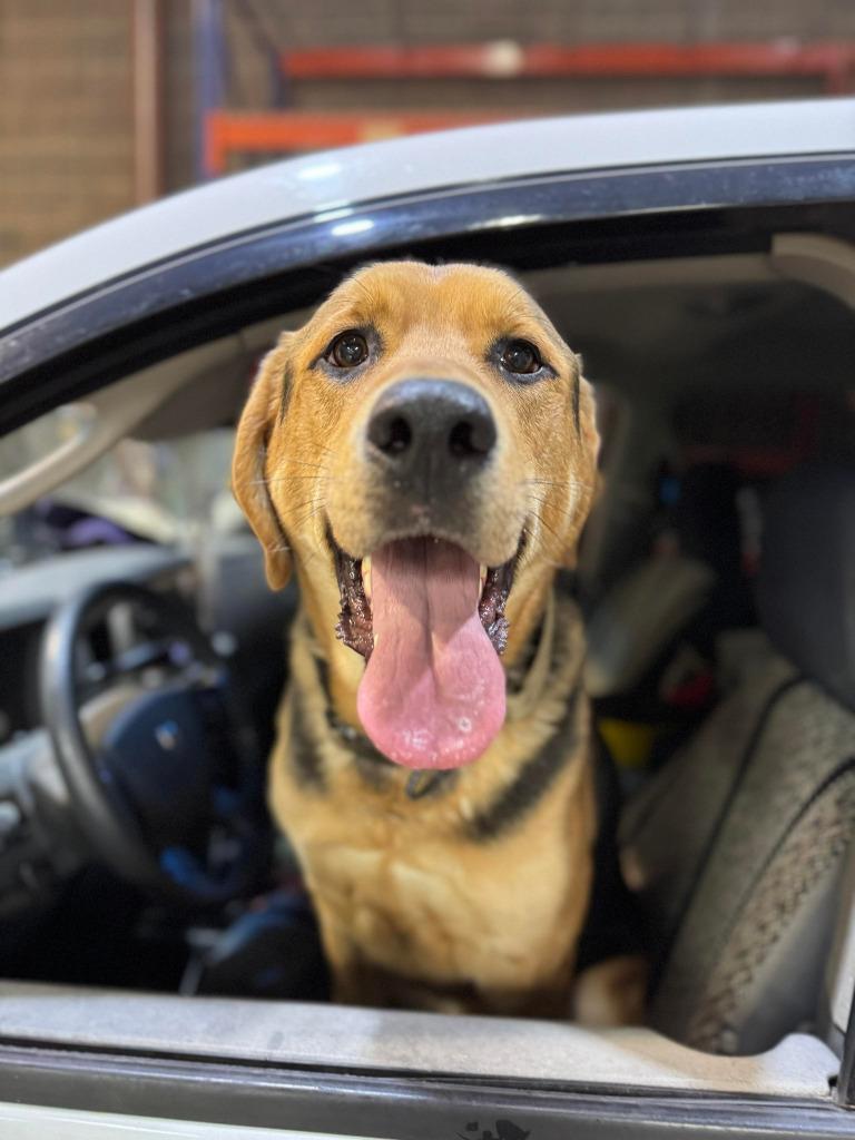 Enlarge Cleatus, a Adoptable Labrador Retriever in Calgary, AB image 6/6
