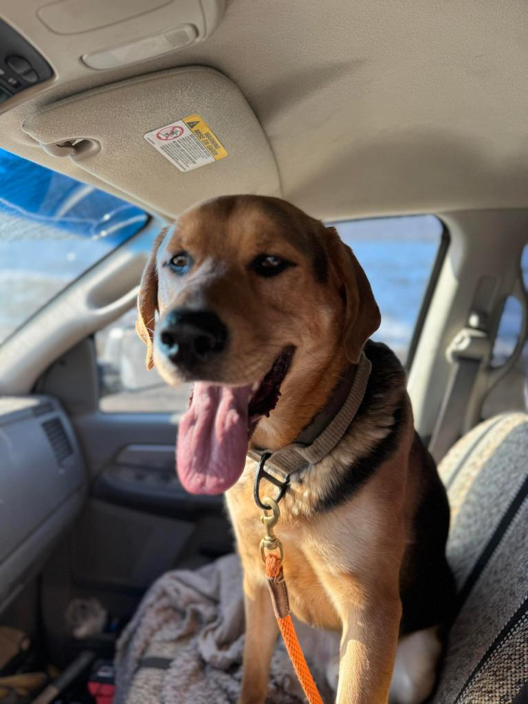 Enlarge Cleatus, a Adoptable Labrador Retriever in Calgary, AB image 6/6