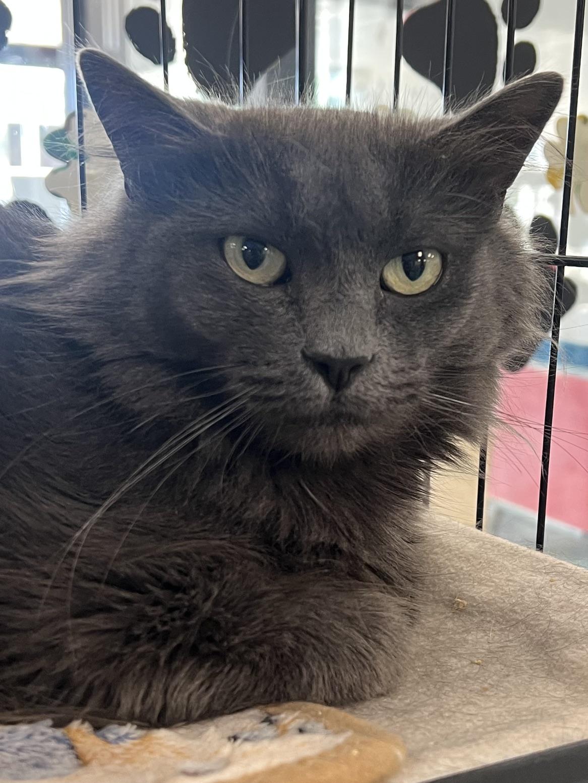 Runner, a ADOPTABLE Domestic Long Hair in Johnston, RI image 5/6