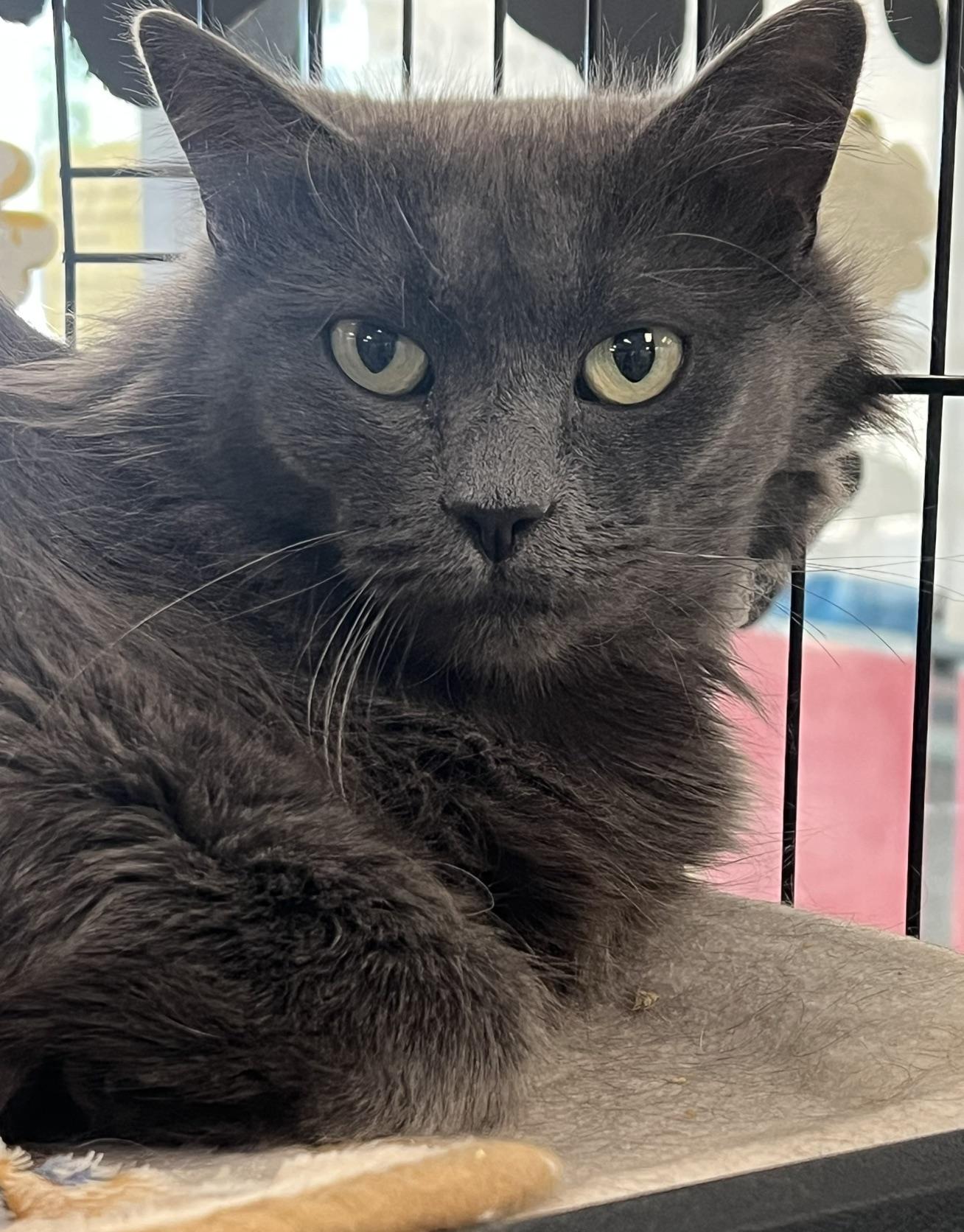 Runner, a ADOPTABLE Domestic Long Hair in Johnston, RI image 6/6