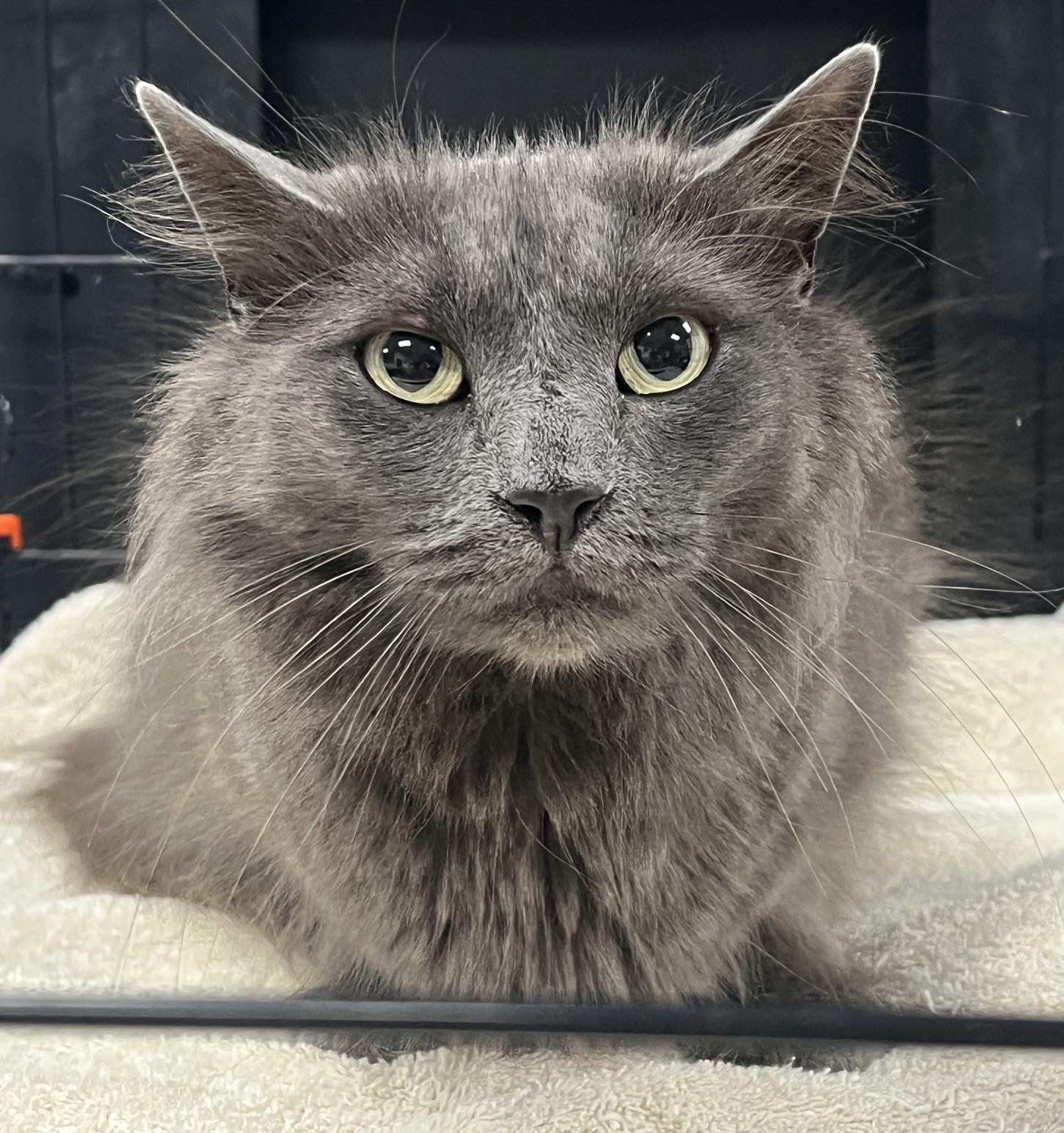 Runner, a ADOPTABLE Domestic Long Hair in Johnston, RI image 4/6