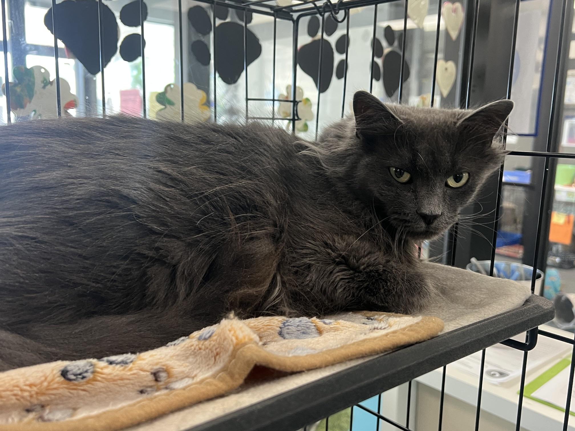 Runner, a ADOPTABLE Domestic Long Hair in Johnston, RI image 3/6