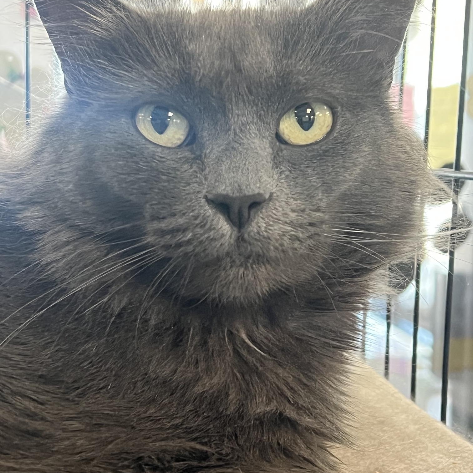 Runner, ADOPTABLE, Young Female Domestic Long Hair.