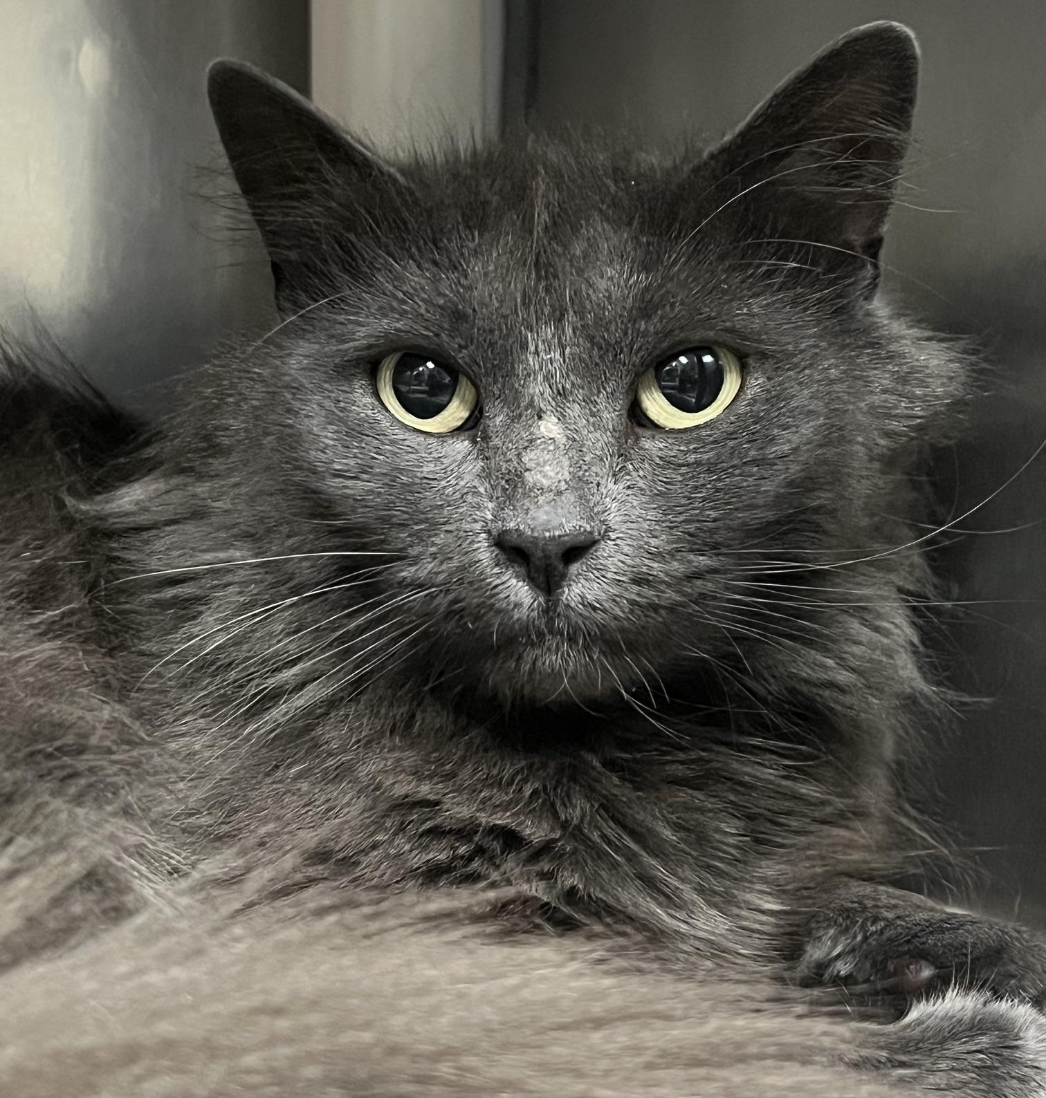 Runner, a ADOPTABLE Domestic Long Hair in Johnston, RI image 2/6