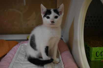 Lawful Good, Adoptable, Young Male Domestic Short Hair & Domestic Short Hair.