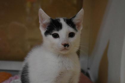 Enlarge Lawful Good, a Adoptable mixed breed in Kansas City, MO image 2/2