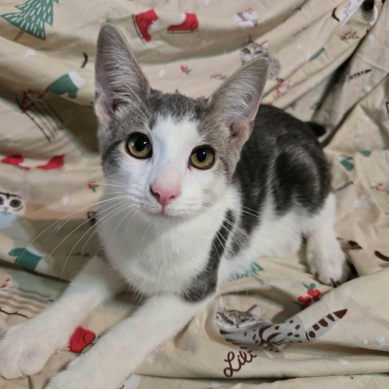 Bean, an adopted Domestic Short Hair in Sewell, NJ image 3/3