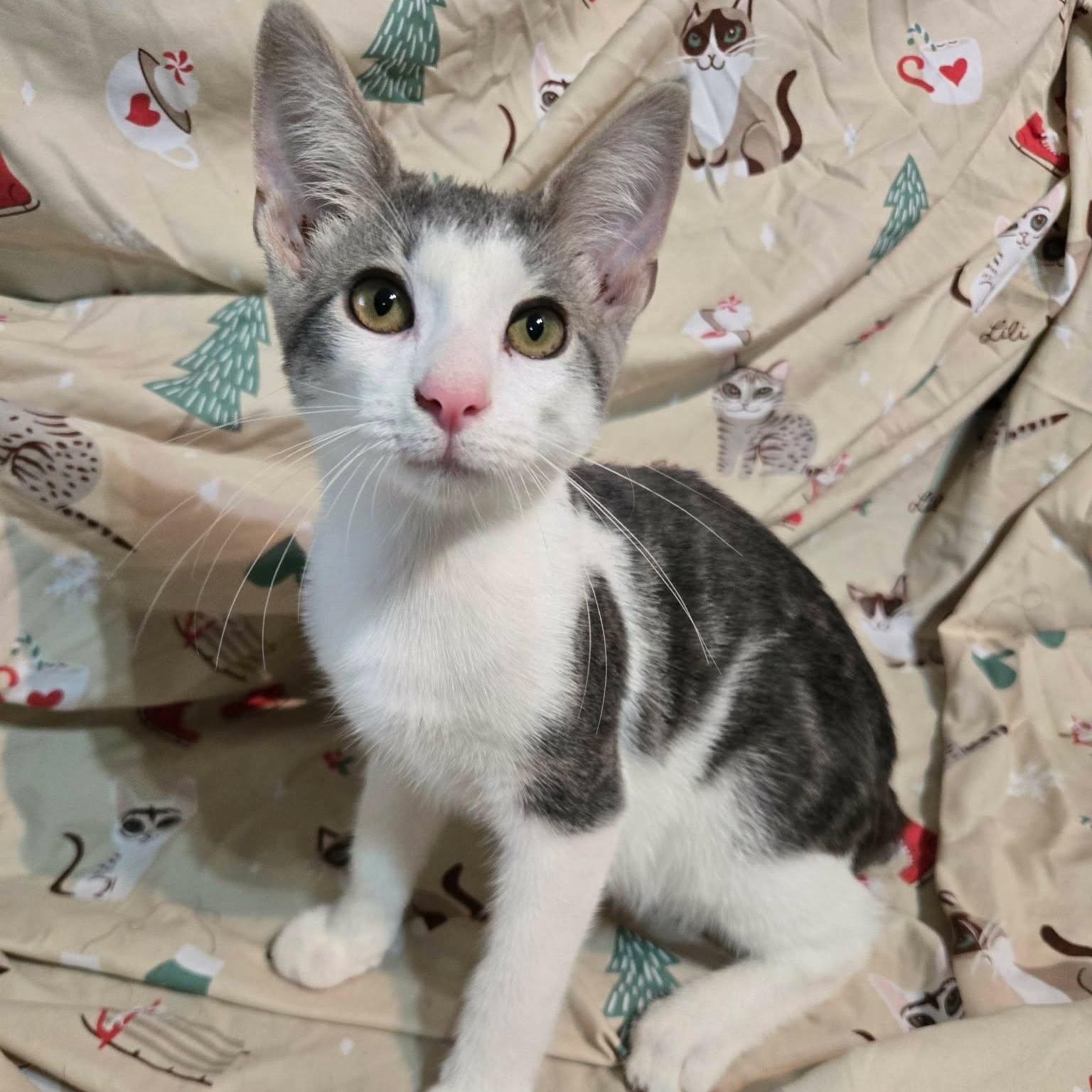 Bean, adopted, Kitten Male Domestic Short Hair.