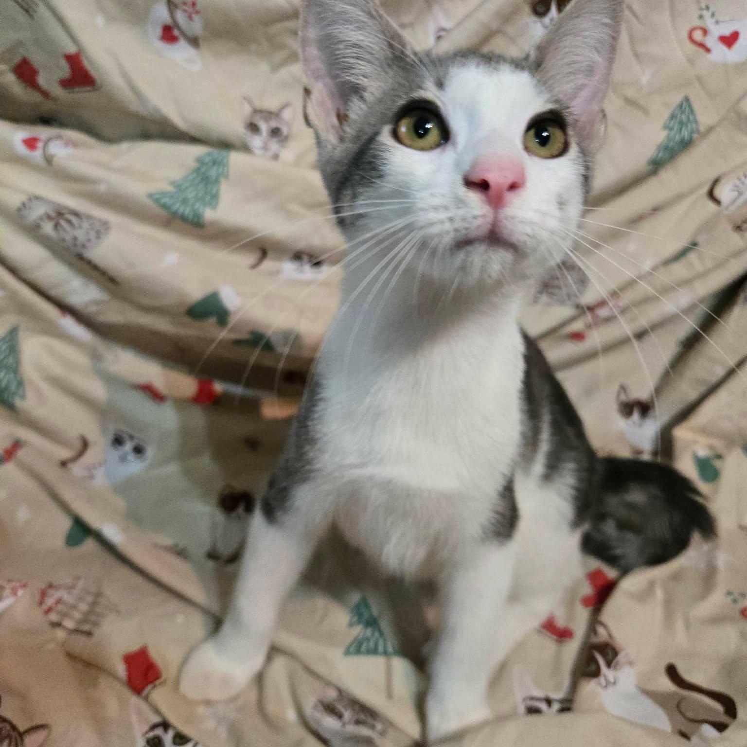 Bean, an adopted Domestic Short Hair in Sewell, NJ image 2/3