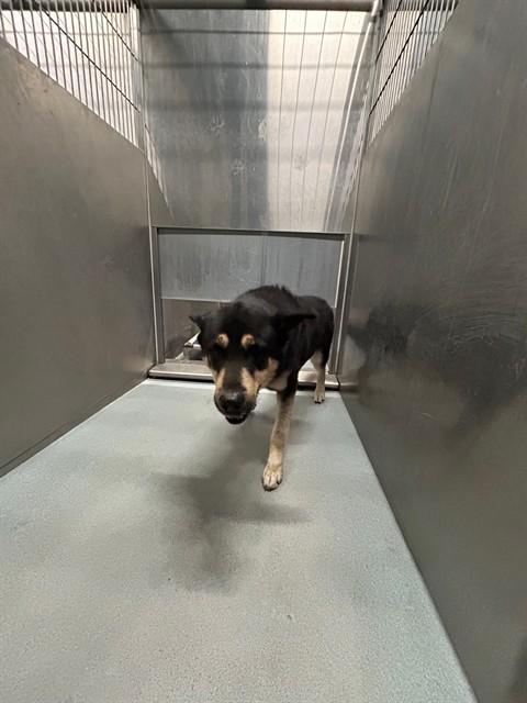 KIPPER, Adoptable, Adult Male German Shepherd Dog & Mixed Breed.