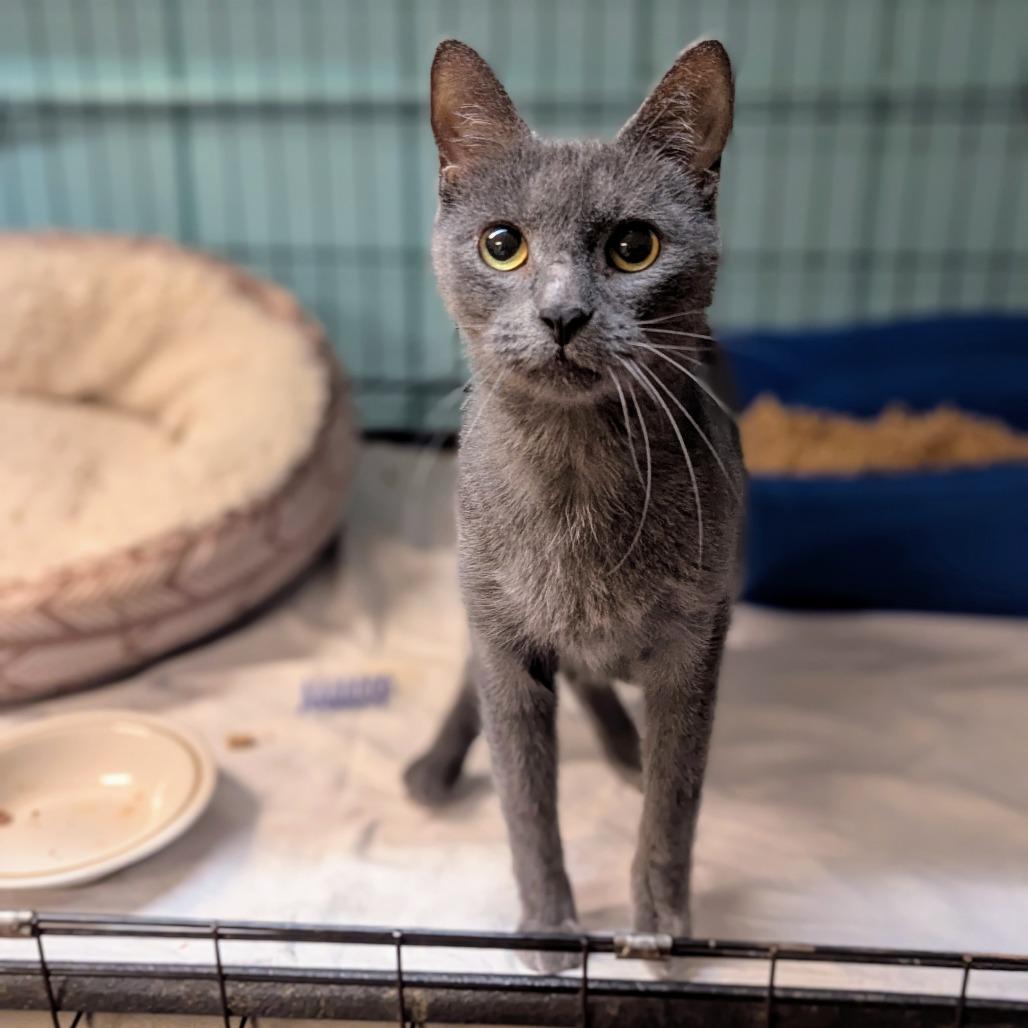 Homer, Adoptable, Adult Male Domestic Short Hair.