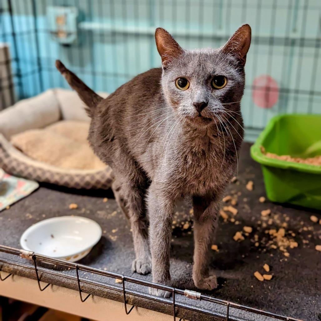 Enlarge Homer, a Adoptable Domestic Short Hair in Buffalo, NY image 2/2