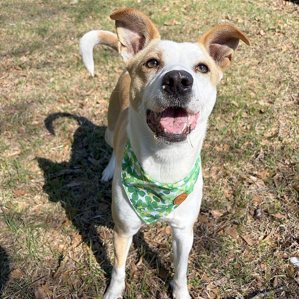 Marley, Adoptable, Adult Female Mixed Breed.