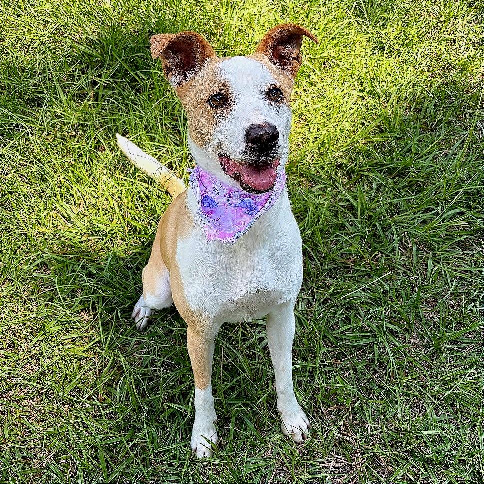Enlarge Marley, a Adoptable Mixed Breed in Lufkin, TX image 2/6